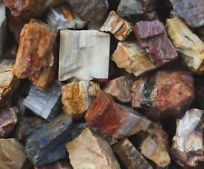 Petrified Wood - Large Rough Rocks for Tumbling - Bulk Wholesale 1LB options picture
