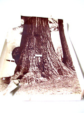 Antique C 1910s  Photo Tree named Jumbo Santa Cruz California by Akdelatte picture