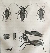 Praying Mantis Roaches Earwigs 1863 Victorian Farming Agriculture Insects DWZ4A picture