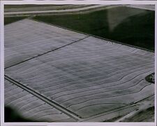 LG871 1956 Original Photo GRACEFUL CONTOURS Mendota District West Side Rice Crop picture
