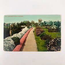 Postcard California CA Marguerite Hedge Garden 1910s Unposted Divided Back picture