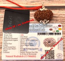 13 Mukhi Rudraksha / Thirteen Face Rudraksh Nepal Bead Lab Certified 28.15 MM picture