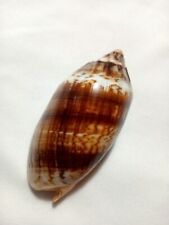 sea shell cymbiola vespertelio 88 mm...item #8 picture