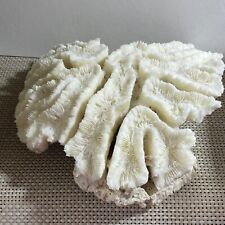 Natural Real Coral White Reef Aquarium Decor Coral home decoration 1790g picture