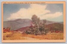 Postcard The Picturesque Smoke Tree of the California Desert picture