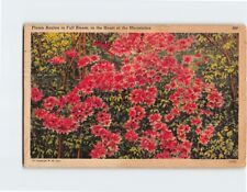 Postcard Flame Azalea in Full Bloom in the Heart of the Mountains picture