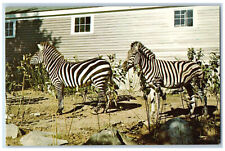 c1950's Zebra Family Entertainment Center Rensons Wild Animal Park NH Postcard picture