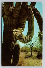 Saguaro Giant Cactus In Bloom Arizona Vintage Postcard Posted 1962 picture