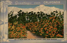 Greetings from California orange grove Sierra Madre Mountains ~ 1940s postcard picture