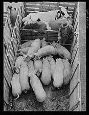 Union Stockyards,Chicago,Illinois,IL,Cook County,Farm Security Administration,24 picture