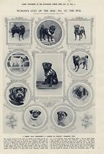 Womans Cult of The Dog Pug Dogs Old Antique 1913 London News Dog Print b14 picture