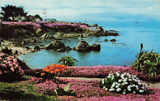 Pacific Grove CA California, Magic Carpet Ice Plant Ocean View, Vintage Postcard picture