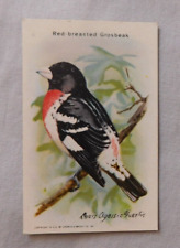 1938 Church & Dwight Useful Birds of America 9th Series #4 Red-breasted Grosbeak picture