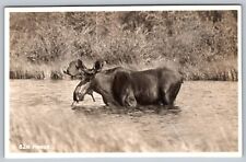 Vintage RPPC Canadian Pacific Railway Co Postcard Moose in Lake Banff Canada picture