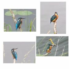 x4 Kingfisher Cards A6 A5 Greeting Blank Kingfishers Birthday Anniversary Gift  picture