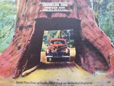 Chandelier Drive Thru Tree Underwood Park Leggett CA Vtg Postcard c1940s Old Car picture