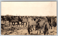 RPPC c1910s Elk Herd Grazing Vintage Postcard picture