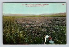 CA-California, Acres Of Flowers, Seed Farms, Antique, Vintage Postcard picture