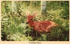 Vintage Postcard 1920's A Blissful Repose Deer Animal picture