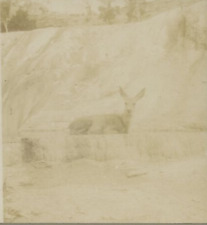 c1880 DOE DEER LYING ON ROCKY LEDGE VERY EARLY STEREOVIEW 23-14 picture