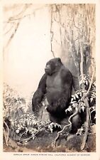 RPPC San Francisco Museum Tusher African Hall Gorilla Monkey Photo Postcard D20 picture
