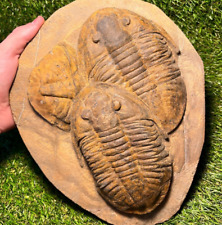 Huge Asaphid Trilobites Fossils - Morocco picture