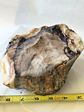 petrified wood rough agatized opalized special chalcedony agate display collect picture