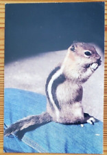 Sierra Nature Photograph Golden-Mantled Ground Squirrel Postcard picture