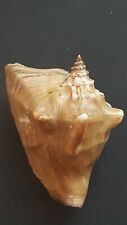 TRICORNIS TRICORNIS STROMBUS SHELL SUPERB GOLDEN  FROM RED SEA ,FOR DECORATION. picture
