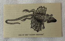 small 1883 magazine engraving~ ONE OF THE FLYING DRAGONS lizard picture
