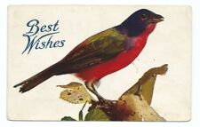 Robin Bird Postcard Best Wishes  c1910 picture