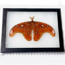 Attacus atlas male REST POSE REAL FRAMED SATURN MOTH MOTH SATURNIIDAE INDONESIA picture