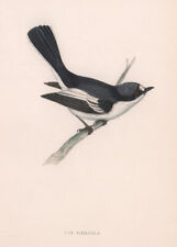 Pied Flycatcher. Morris's British Birds. Antique colour print 1870 old picture