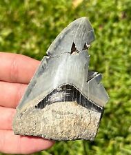 Indonesia Megalodon Tooth Fossil BIG 3.55” Shark Indonesian Meg picture
