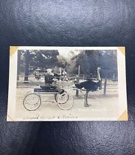 Los Angeles Ostrich Farm Real Photo Postcard. RPPC. As Is picture