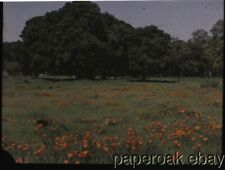 ca1915 Field Of Poppies In California Autochrome picture