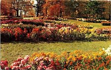 Chrysanthemums Kingwood Center Mansfield OH Ohio Postcard Cancel PM Shelby WOB picture