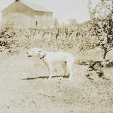 White Pitbull Dog Barking RPPC Postcard c1923 Farm Barn Pet Vintage Photo B338 picture