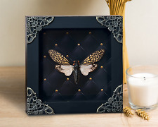 Gothic Decor Cicada Frame Taxidermy Insect Preserved Antique Wall Decor picture