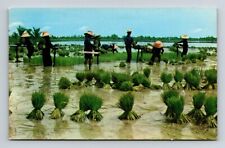 Vintage 5.5 x 3.5 in postcard unposted rice field NAKORN-CHAISRI, THAILAND picture