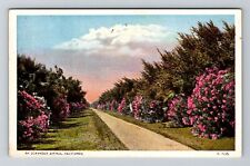 California, CA-California, An Oleander Avenue Floral Antique, Vintage Postcard picture