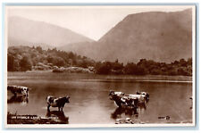 c1940's Cows On Middle Lake Killarney Ireland Unposted RPPC Photo Postcard picture