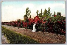 Hedge Roses California Ca 1908 Postcard picture