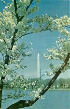 Washington Monument Cherry Blossums District of Columbia DC Postcard picture