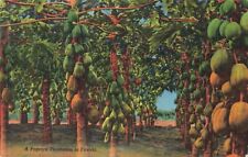 Clermont FL Florida, A Papaya Plantation, Vintage Postcard picture