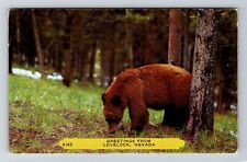 Lovelock NV-Nevada, General Greetings, Brown Bear, Vintage Postcard picture