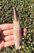 HUGE Spinosaurus Dinosaur Tooth Fossil 5.1” Theropod Cretaceous Morocco Kem Kem picture