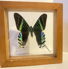 Urania Leilus Day of Flying Moth Framed Glass Moth Gorgeous picture