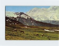 Postcard Caribou graze in Highway Pass at Mt. McKinley National Park Alaska USA picture