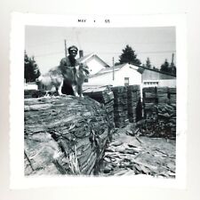 Lumber Mill Sheltie Dog Photo 1960s Olympia Washington Shetland Collie Man B3044 picture